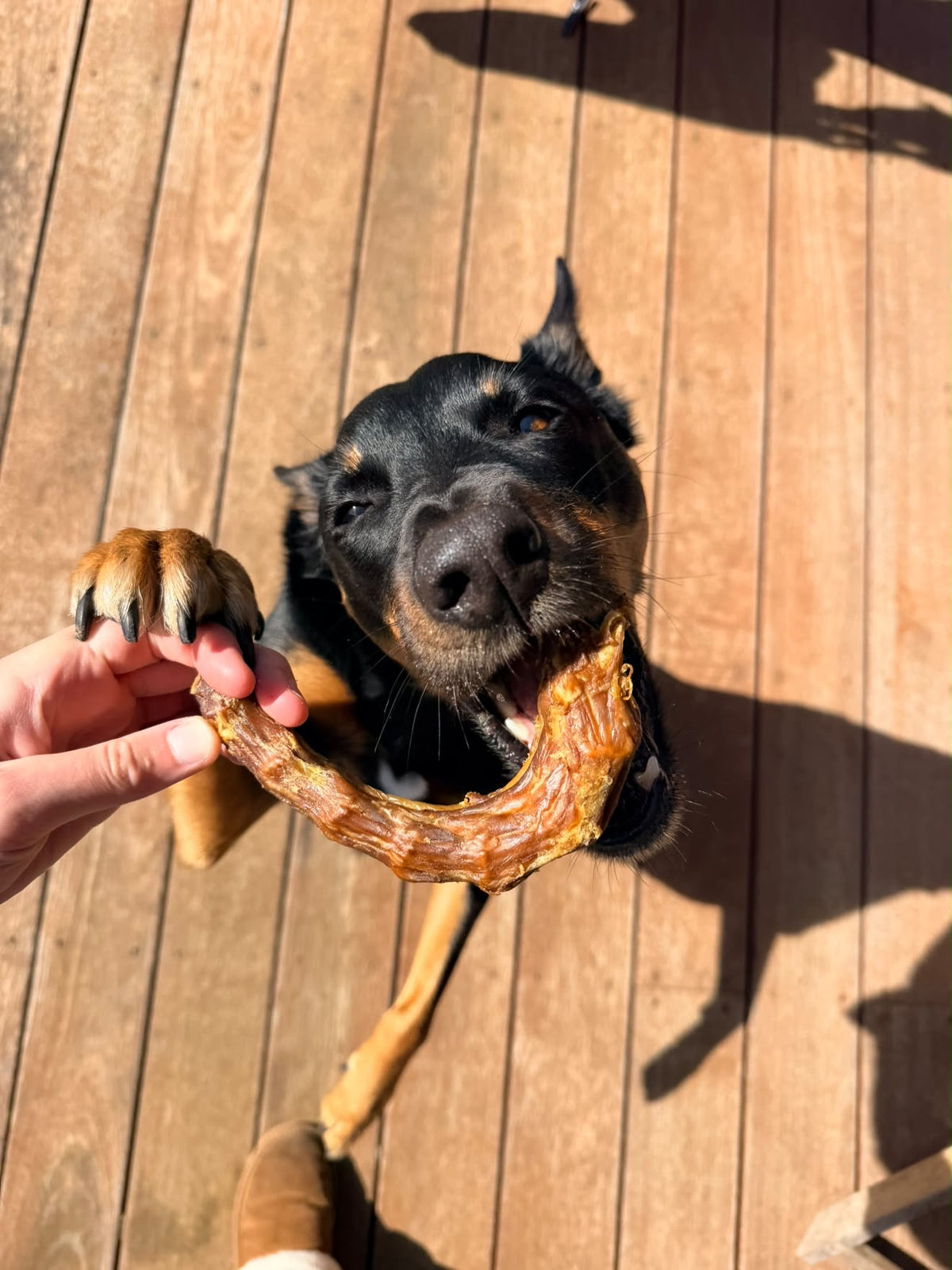 Turkey Necks