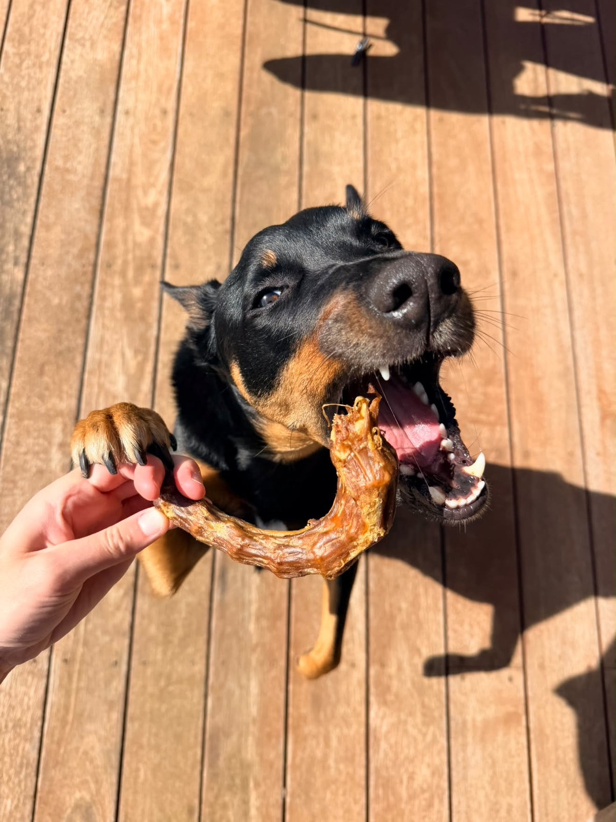 Turkey Necks
